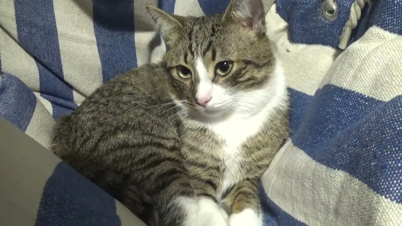 Sorry, but I Must Go, Hooman