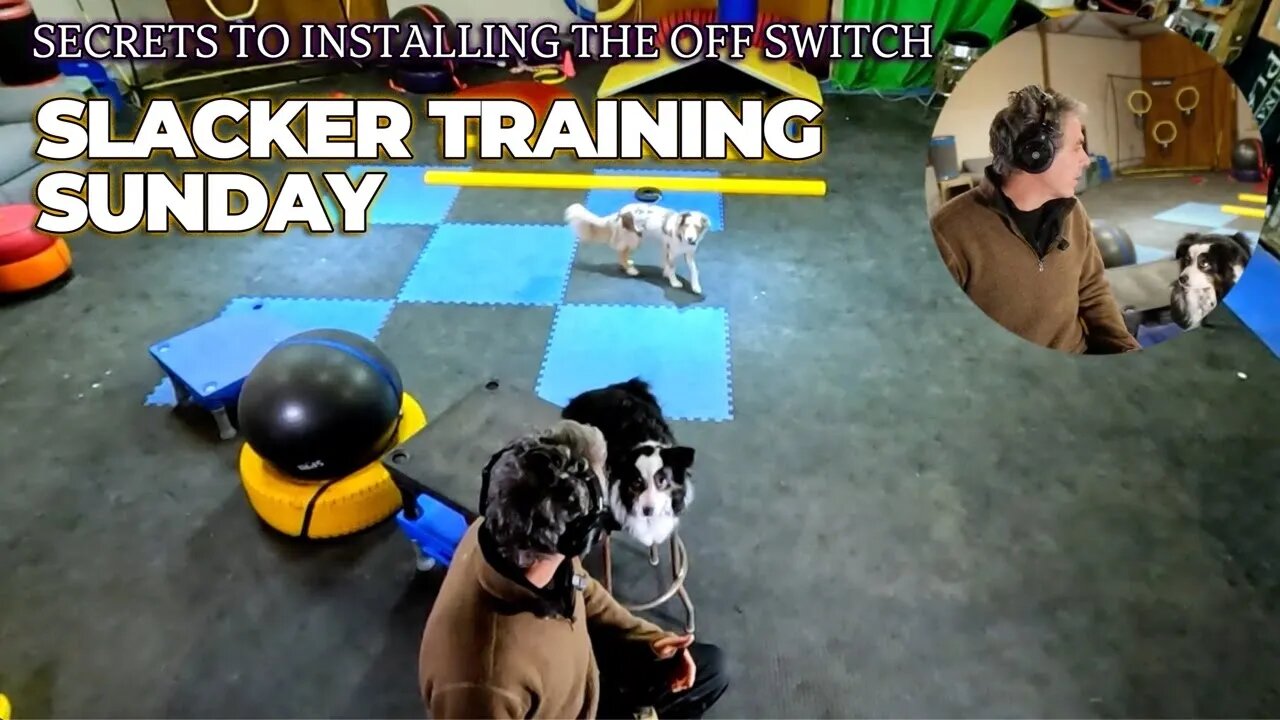 🐕🧘‍♀️Slacker Training Sunday | Doing Nothing Productively! - DiscDog Dojo #115 🥏🐶🥋