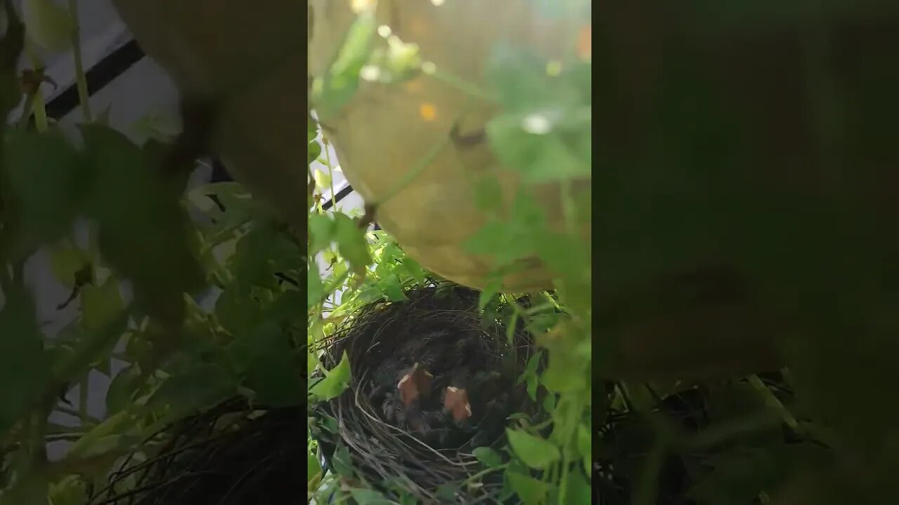 Bulbul chick's