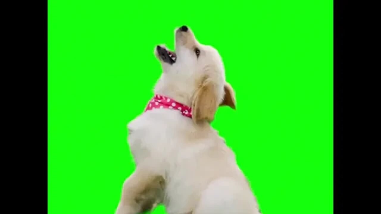 Cachorro - tela verde @ScanPlay 