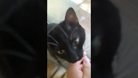 Visiting Kitty in my window #shortsfeed #kittycat #shortsvideo #kitty #youtubeshorts #catshorts #cat