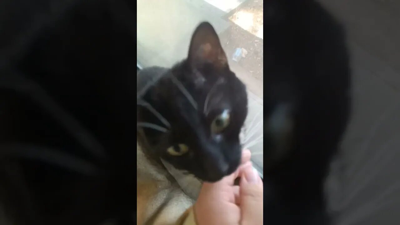 Visiting Kitty in my window #shortsfeed #kittycat #shortsvideo #kitty #youtubeshorts #catshorts #cat