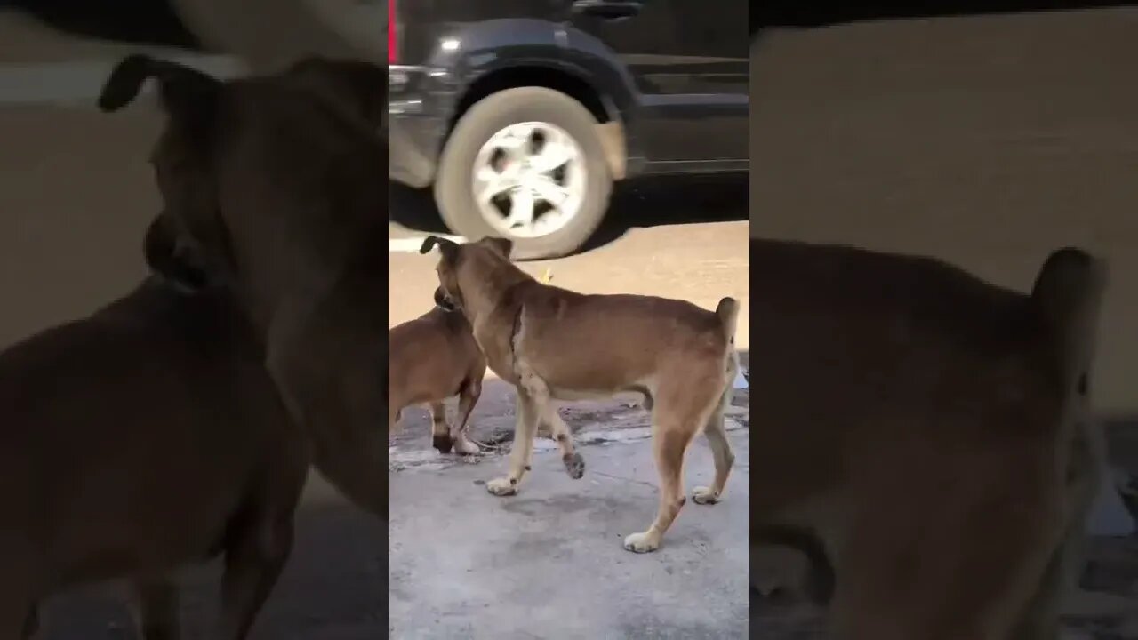 O novo amiguinho #shorts