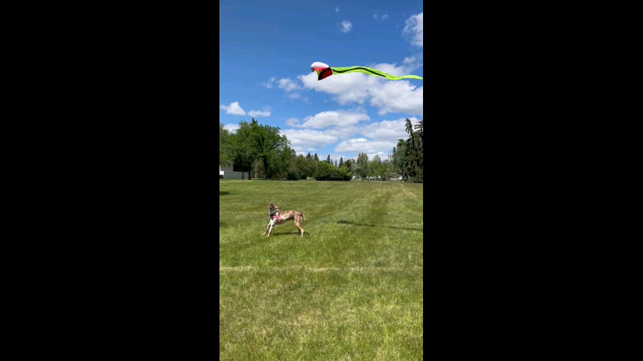 Go fly a Kite