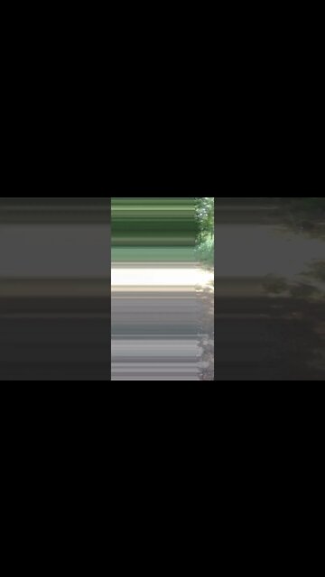 o pombos vai voar #shorts