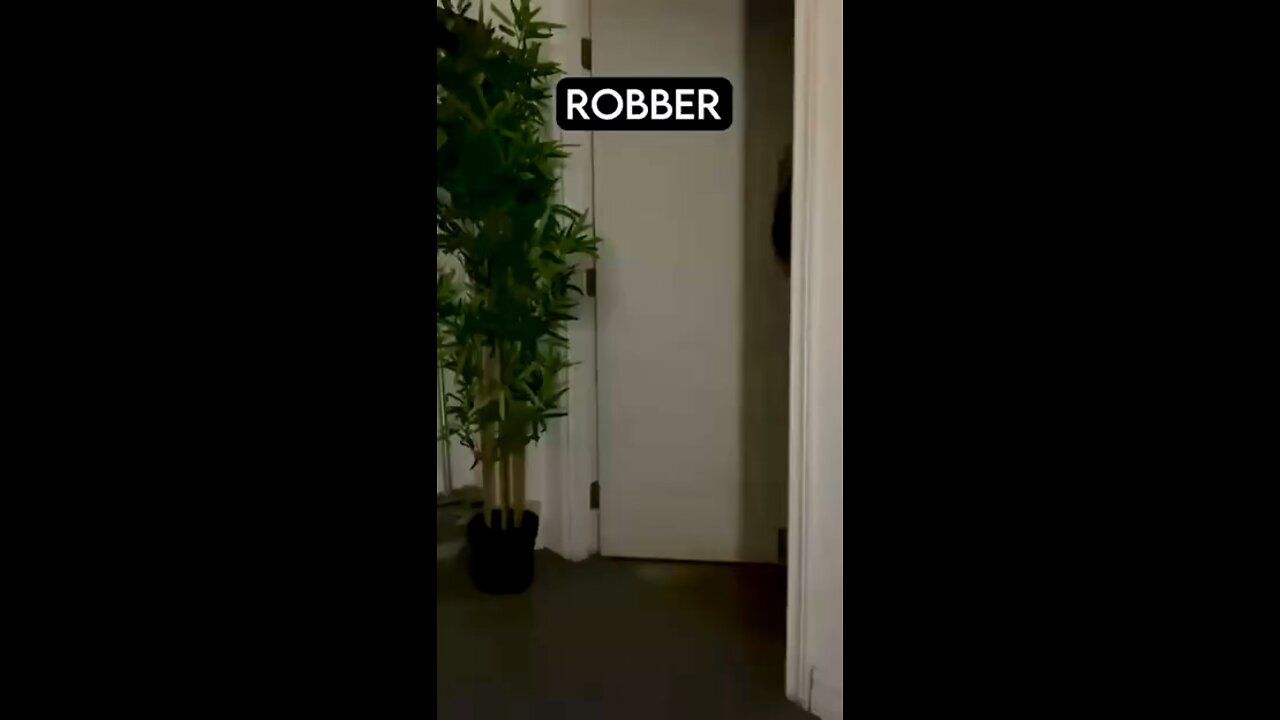 Dogs vs Robber 😂