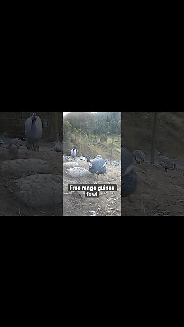 Farm surveillance. Free range guinea fowl