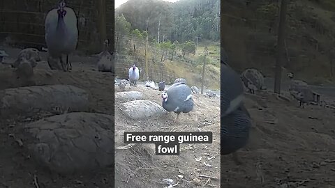 Farm surveillance. Free range guinea fowl