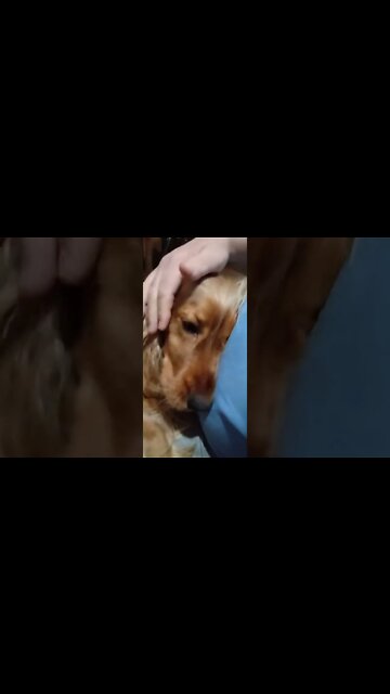 #dogshow, #amimals, #dogs, #shorts