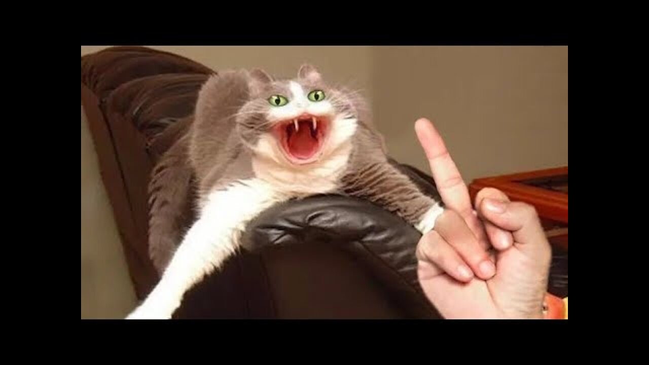 Cat video Compilation - Cats don t Dance | Funny Cats | Cute Cats | Cute Cats Meowing | CATs 22 | #2