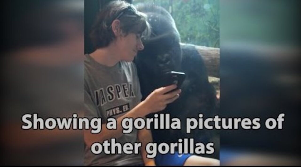 He showed a gorilla photos of other gorillas. Watch the original viral video here.