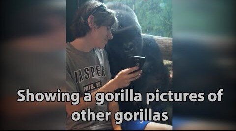 He showed a gorilla photos of other gorillas. Watch the original viral video here.