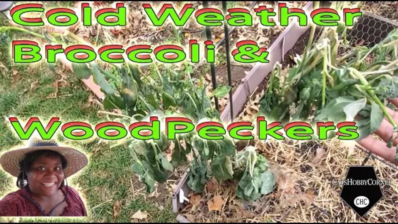 Cold Weather, Broccoli & WoodPeckers