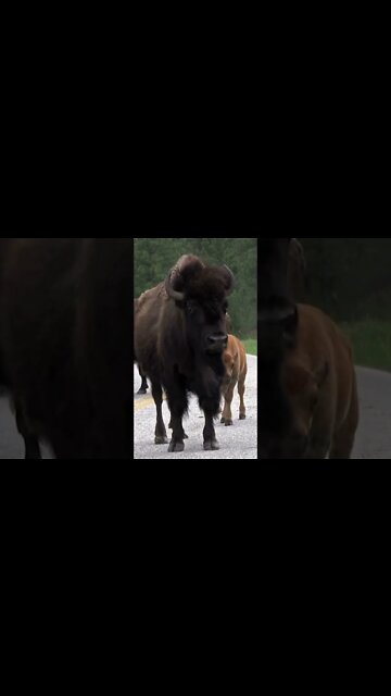 AMERICAN BISON #Shorts