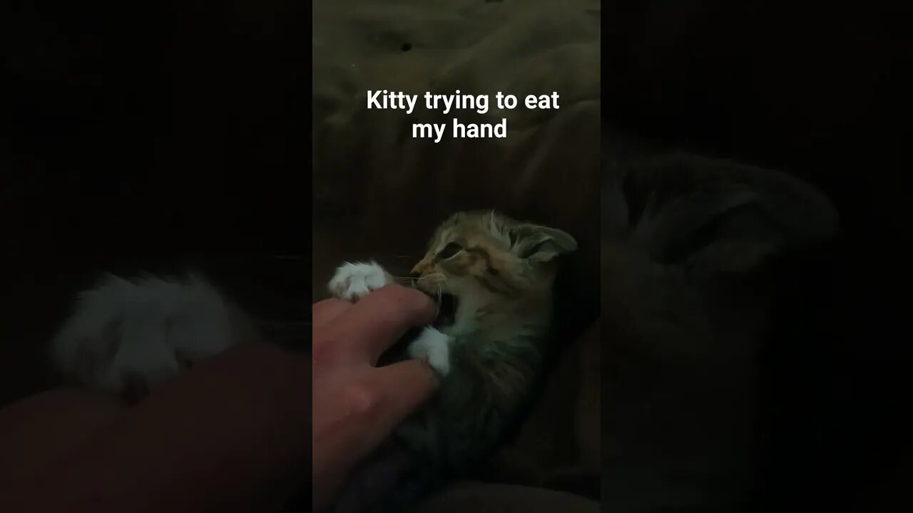 kitten playing