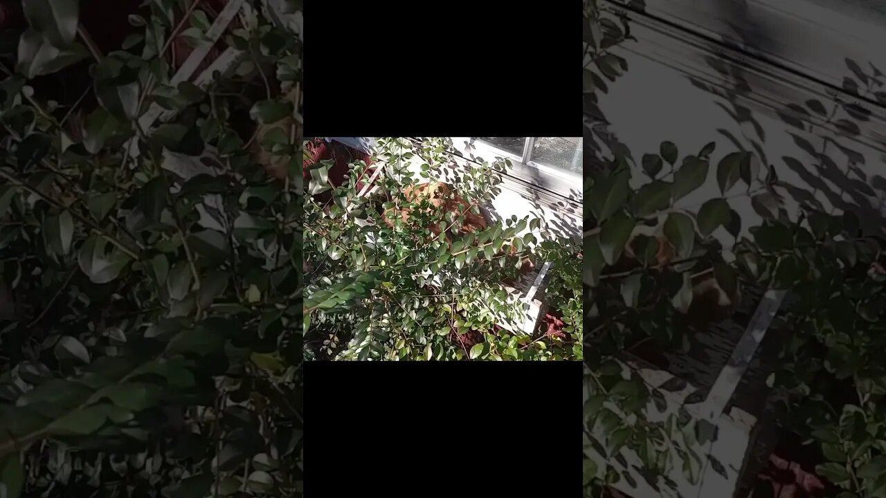 CAN YOU TELL WHAT ANIMAL IS IN THIS VIDEO? (12/06/23)