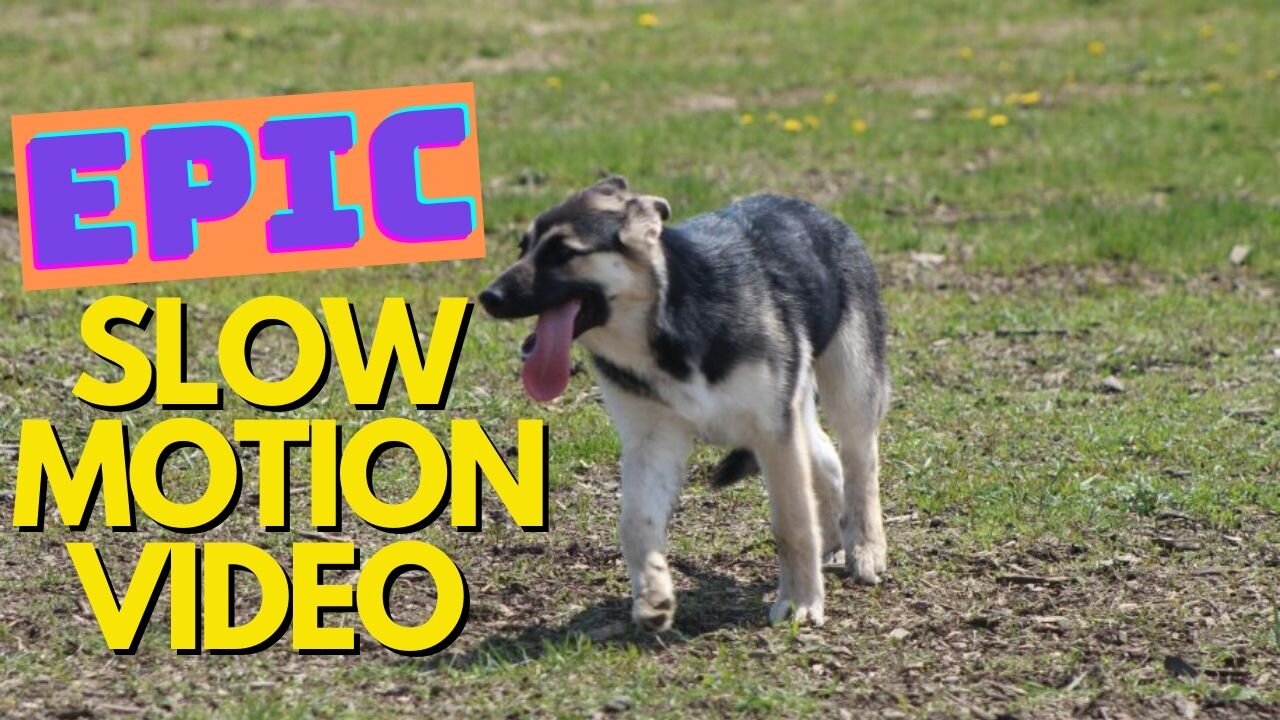 Slow Motion-Dogs Running and Playing (Husky-Shepherd Mix)