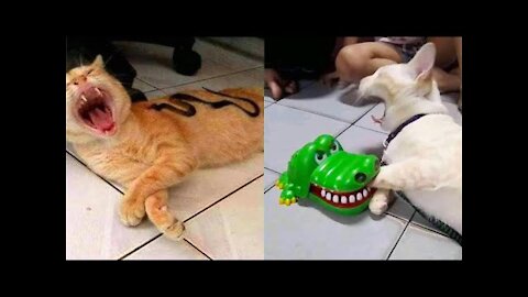 Best Funny Cat Videos That Will Make You Laugh All Day Long 😂😹