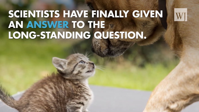 Who’s smarter, dogs or cats? Science has spoken