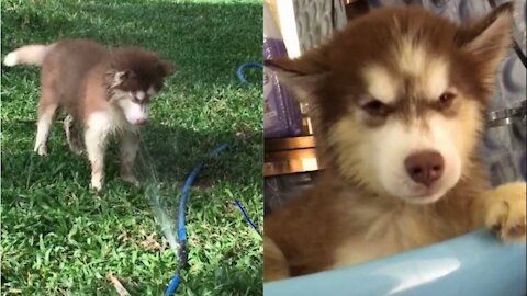 Stubborn Cute husky Bathing and waits until owner dries her