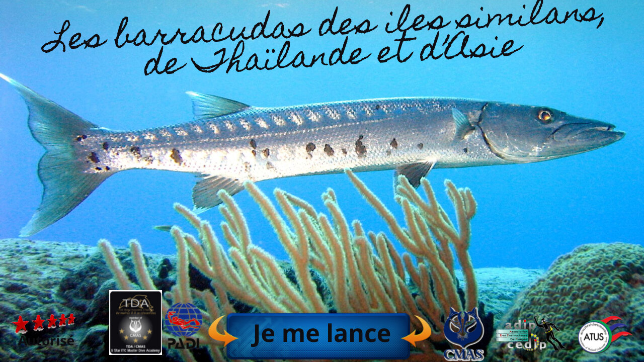 🐋 Les barracudas de Thaïlande et d’Asie