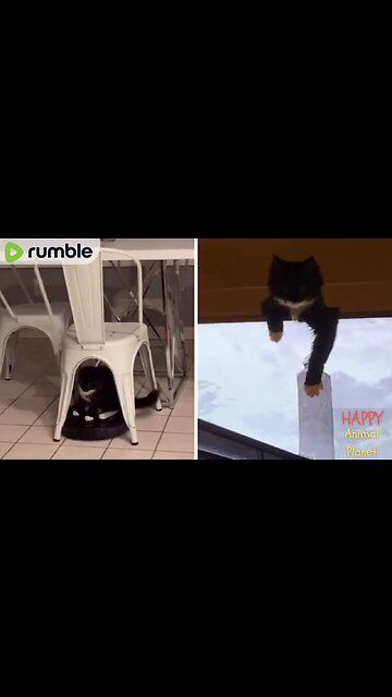 Funny and Cute Cat | Is your cat like this too?😂😻