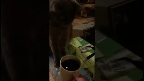 Little grey kitty gets served a cup of coffee