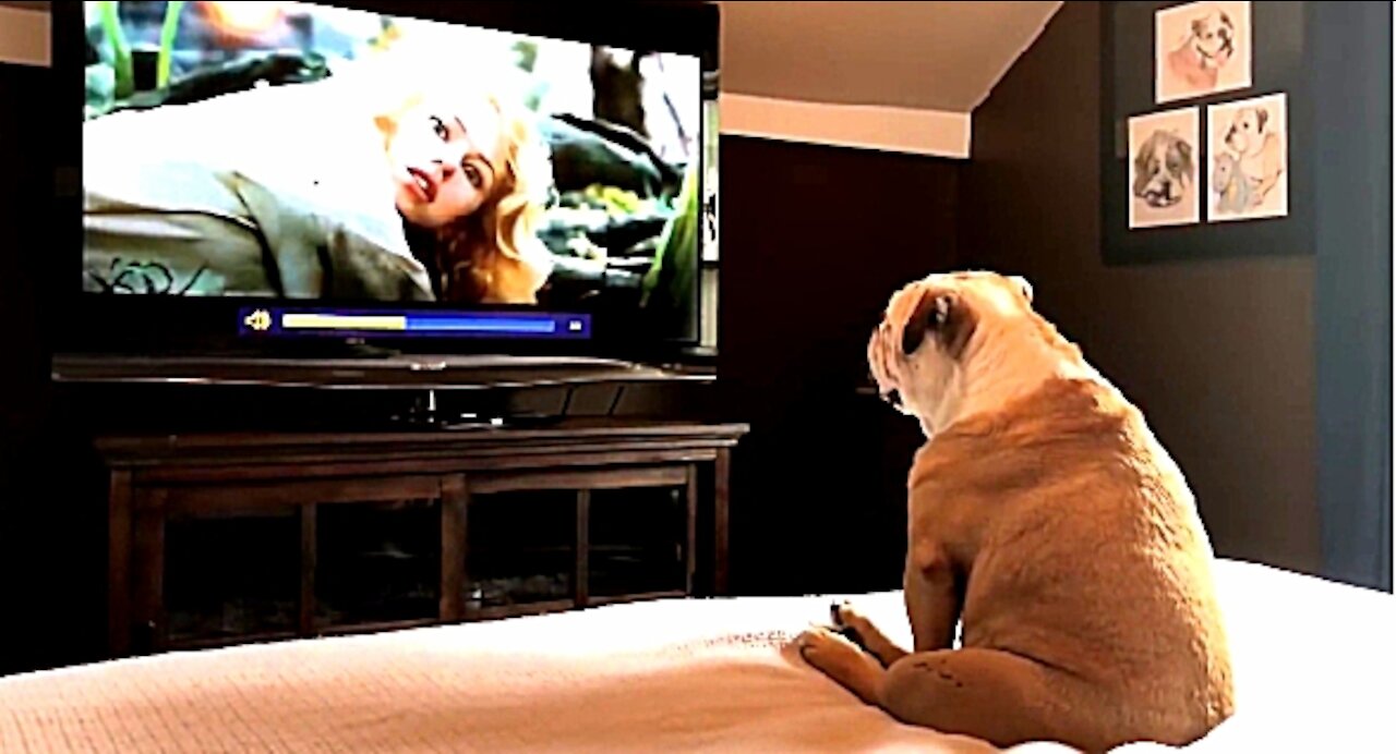 Incredible Bulldog Reaction To Actress In Trouble
