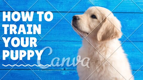 How to train your puppy