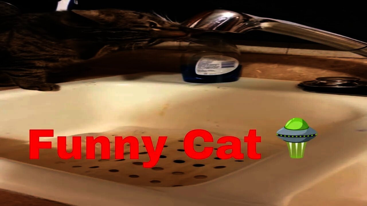 Life of Trigger the Kitty: Silly videos of a crazy alien cat 1