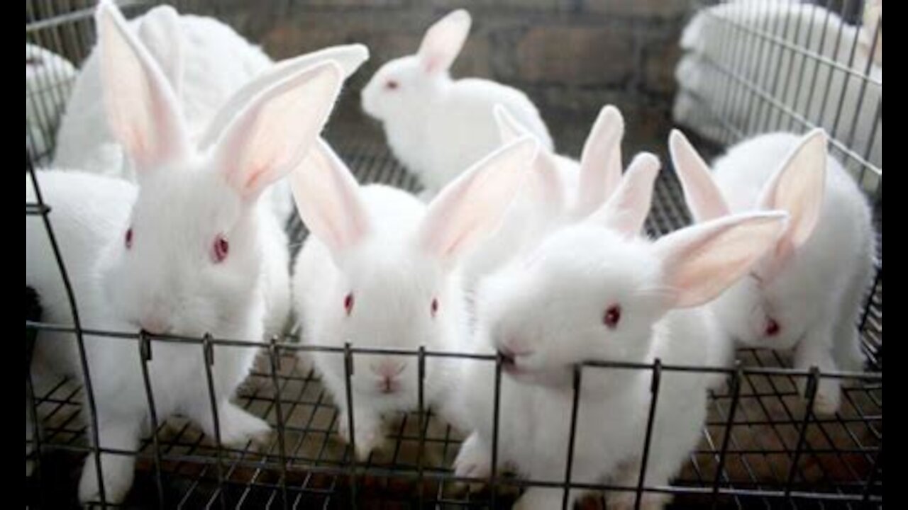 Rabbits: Economics and Prepardness