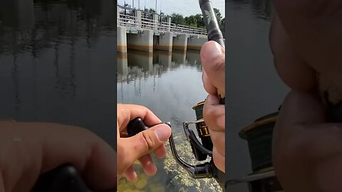 Peacock Bass destroyed my bait #peacokbass