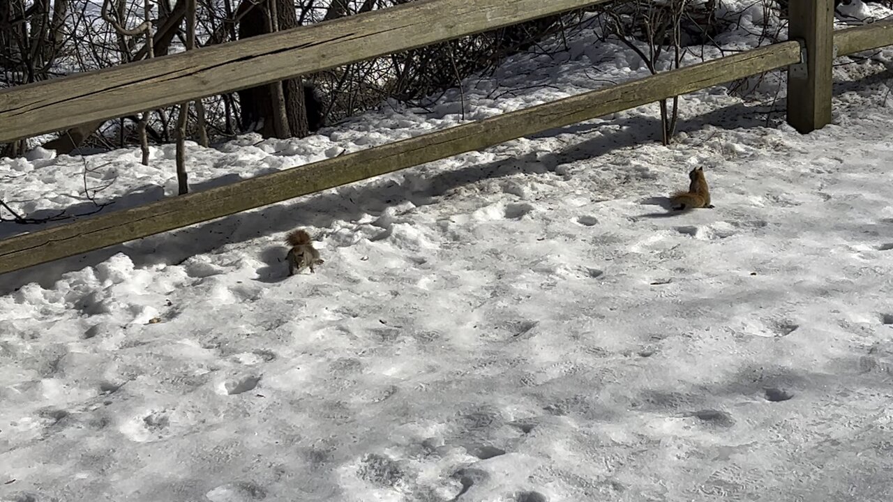 Red-Tailed Squirrels James Gardens Toronto