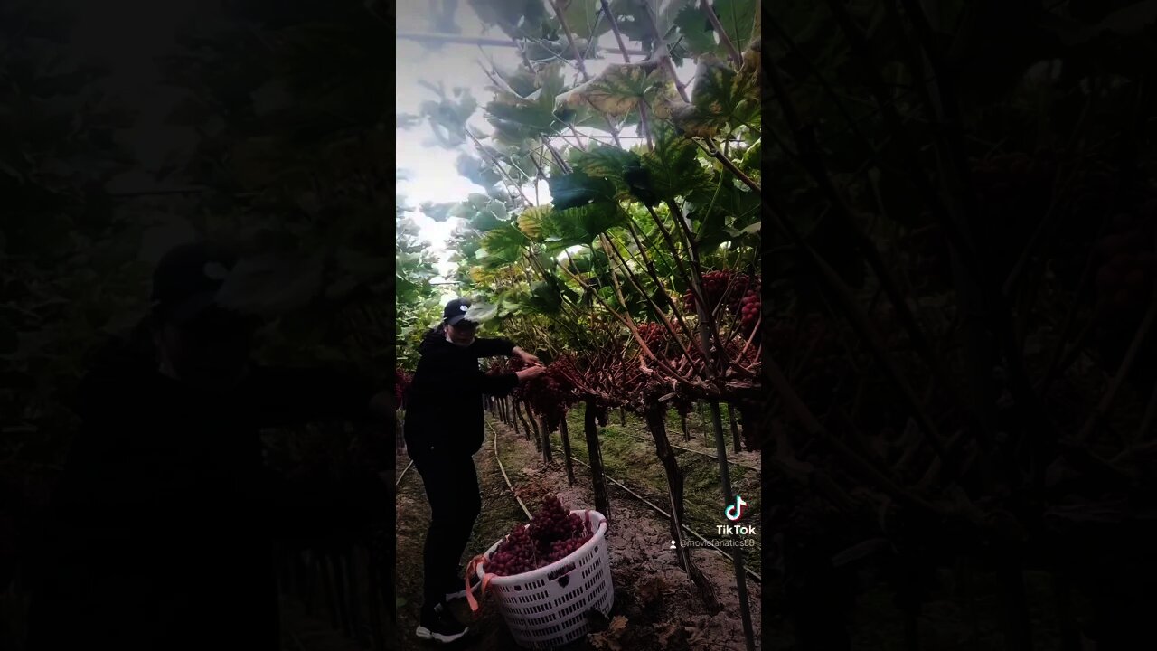 Awesome Fruit Harvest