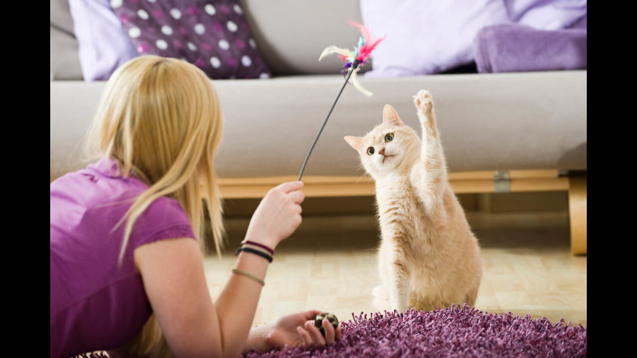 30 Tricks To Teach Your Cat