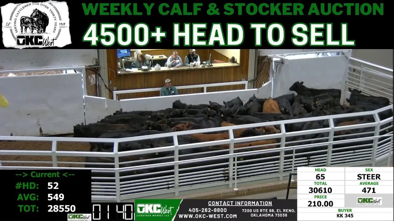 1/17/2023 - OKC West Calf and Stocker Auction