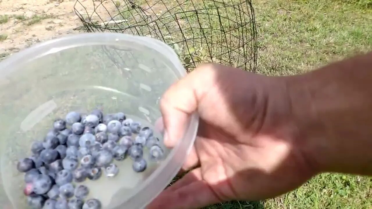 Getting back on track and talking blueberry bushes.