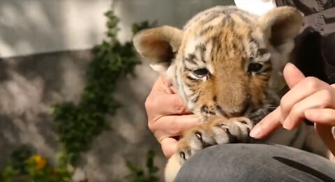 Cute Baby Tiger Playing Around