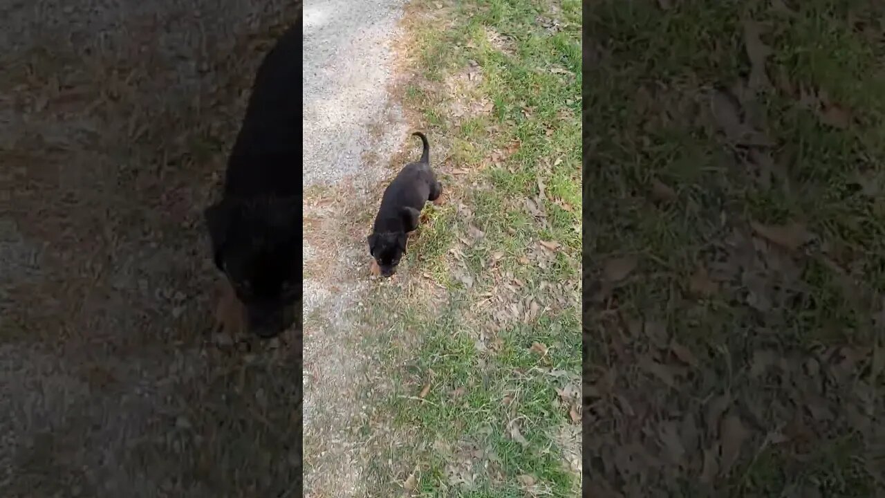 YouTube Meet Grizzly Taking Him For First Walk. #shortsviral #puppy #pleasesubscribe