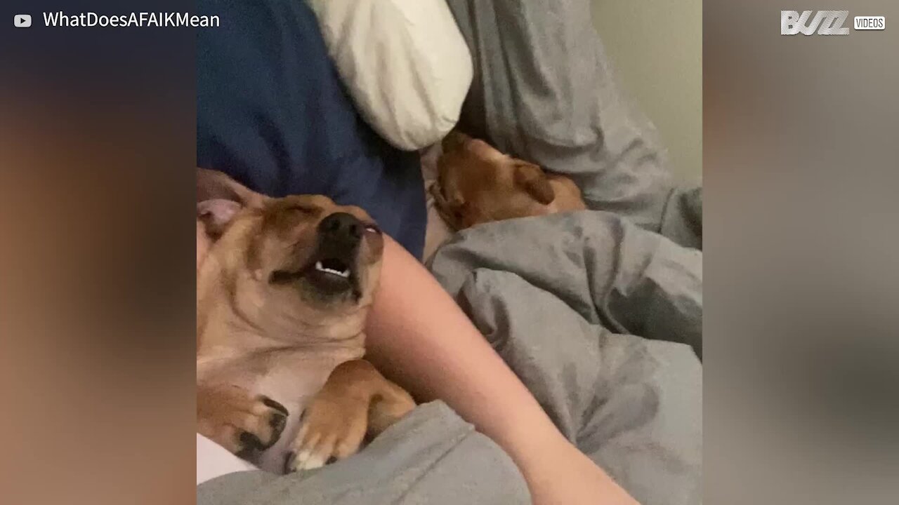 Dog appears possessed while dozing