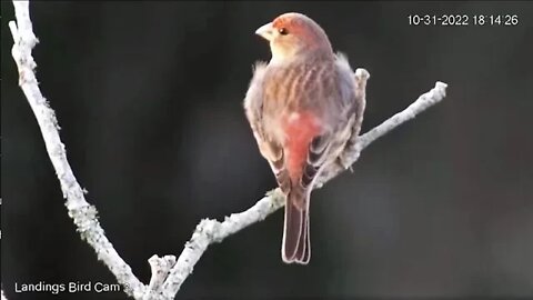 Male House Finch Close Up 🐦10/31/22 18:09