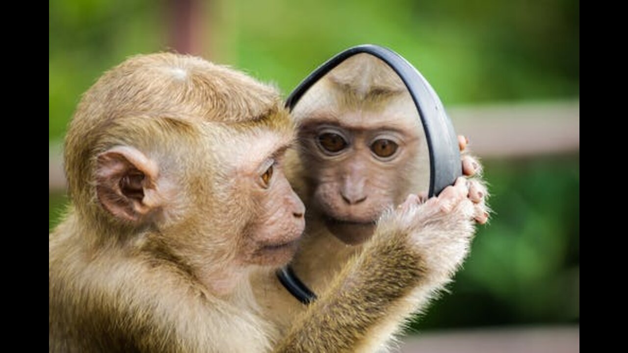 Most Amazing Animals Videos