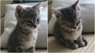 Nuttet kat kan ikke holde sig vågen