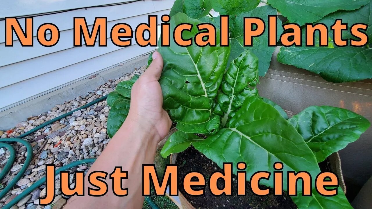 No Medical Plants This Year in the garden