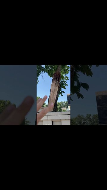 Fallen tree missed cars, fence, property #miracle ￼