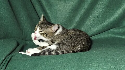 Clean Cat Grooms Himself