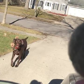 Big Dog Chases A Tennis Ball And Drags A Small Dog