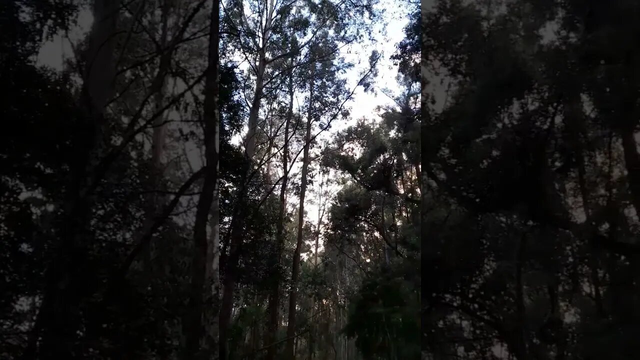 super Relaxing bird sounds #relaxing #sleep #worldcup #africa #windsounds #nature #beach #trending
