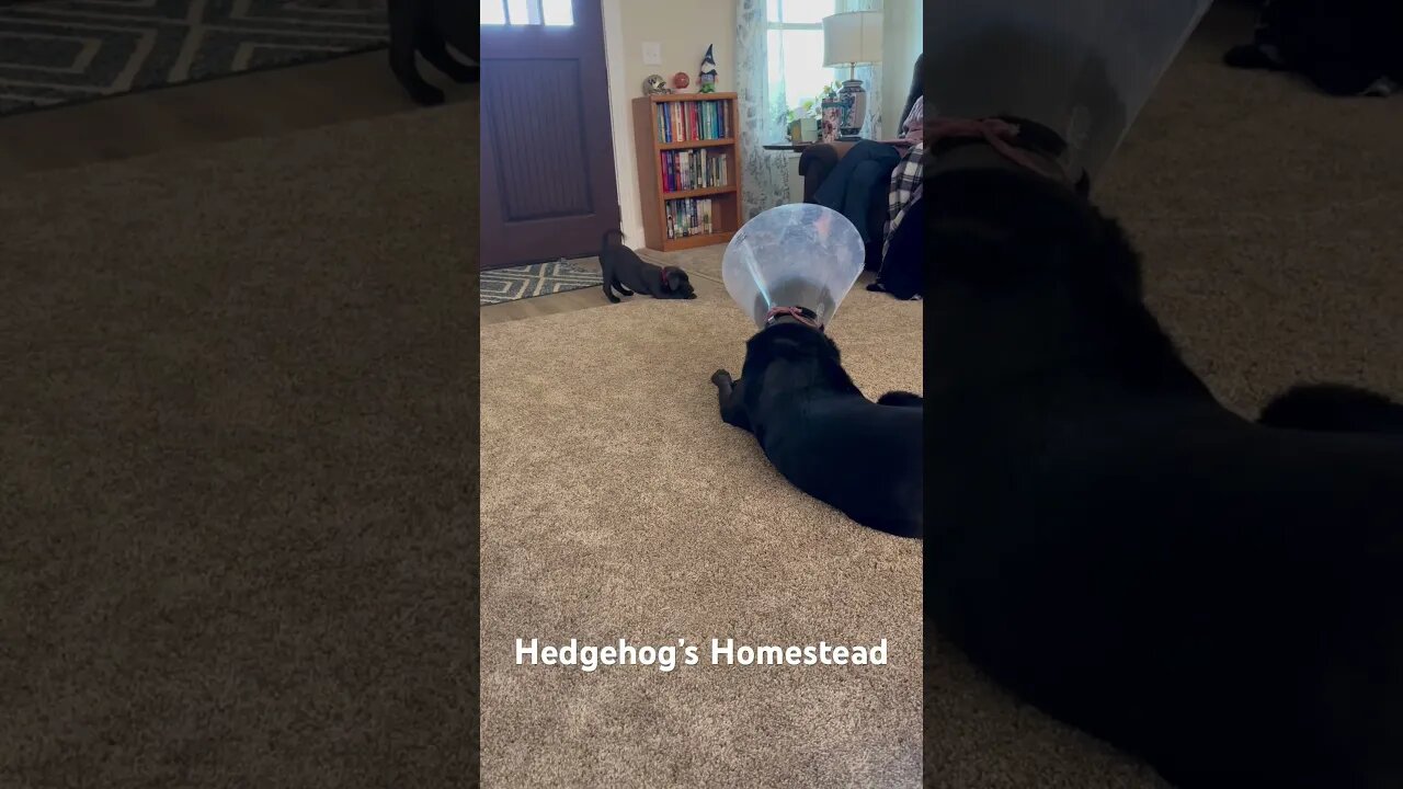 Elroy and bubba play time