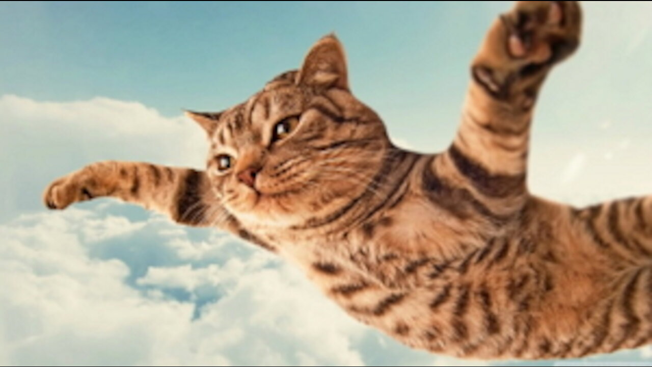 Funny and Cute Cat's Life _Cats and Owners are the best friends